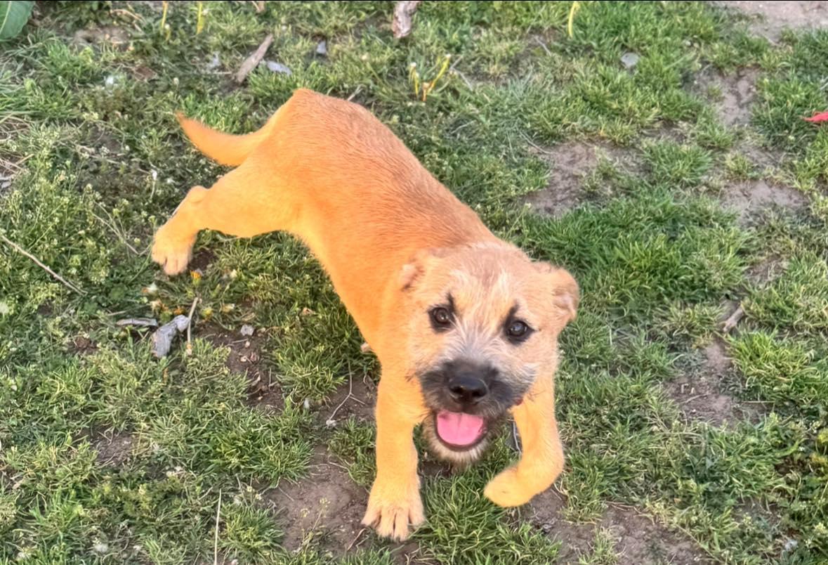 Enlarge Johnny Bananas , an adopted mixed breed in Kiowa, OK image 4/6