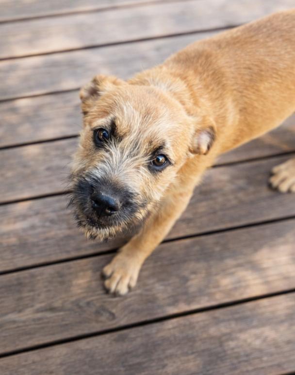 Enlarge Johnny Bananas , an adopted mixed breed in Kiowa, OK image 2/6