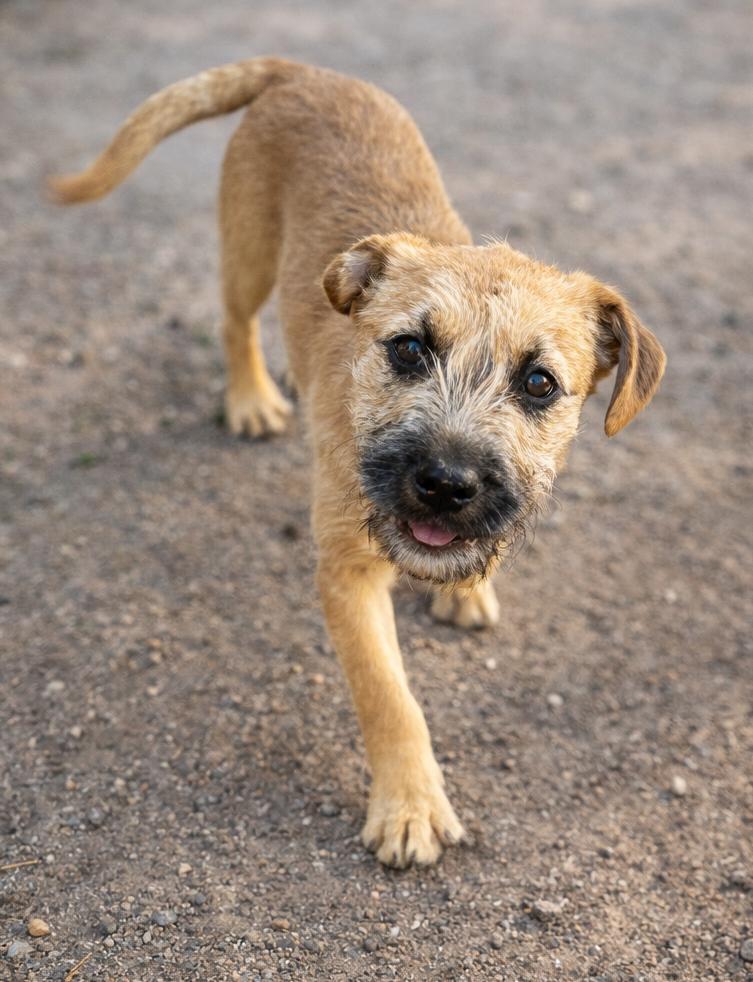 Enlarge Johnny Bananas , an adopted mixed breed in Kiowa, OK image 5/6