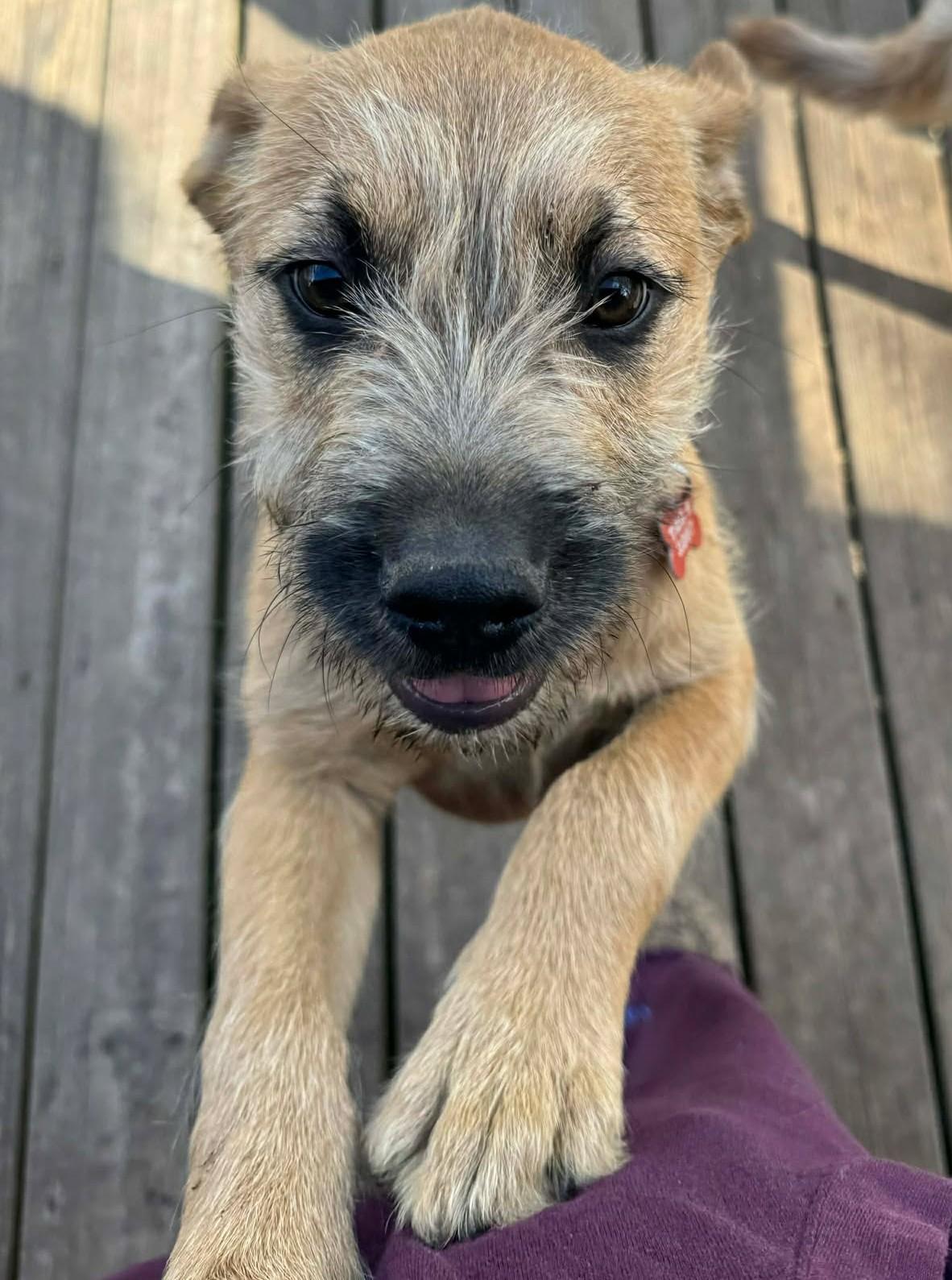 Enlarge Johnny Bananas , an adopted mixed breed in Kiowa, OK image 6/6