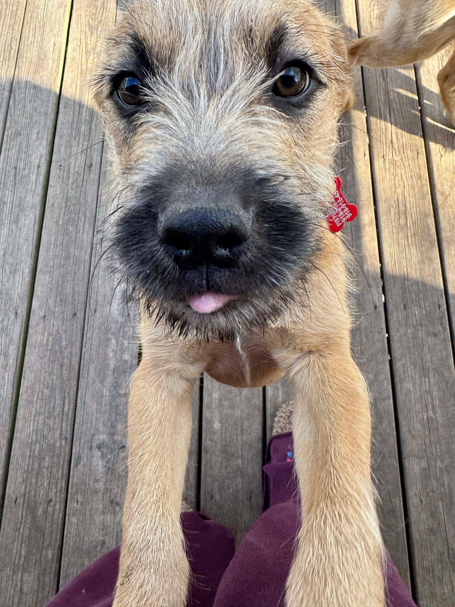 Johnny Bananas , adopted, Puppy Male Border Terrier.