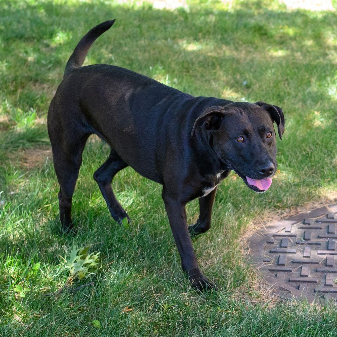SADIE, a ADOPTABLE mixed breed in Hamilton, NJ image 3/5
