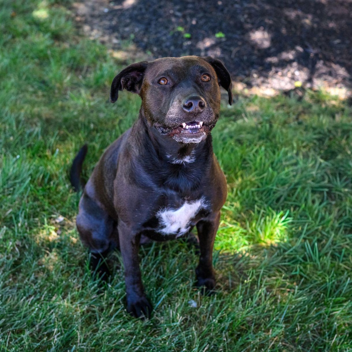 SADIE, a ADOPTABLE mixed breed in Hamilton, NJ image 2/5