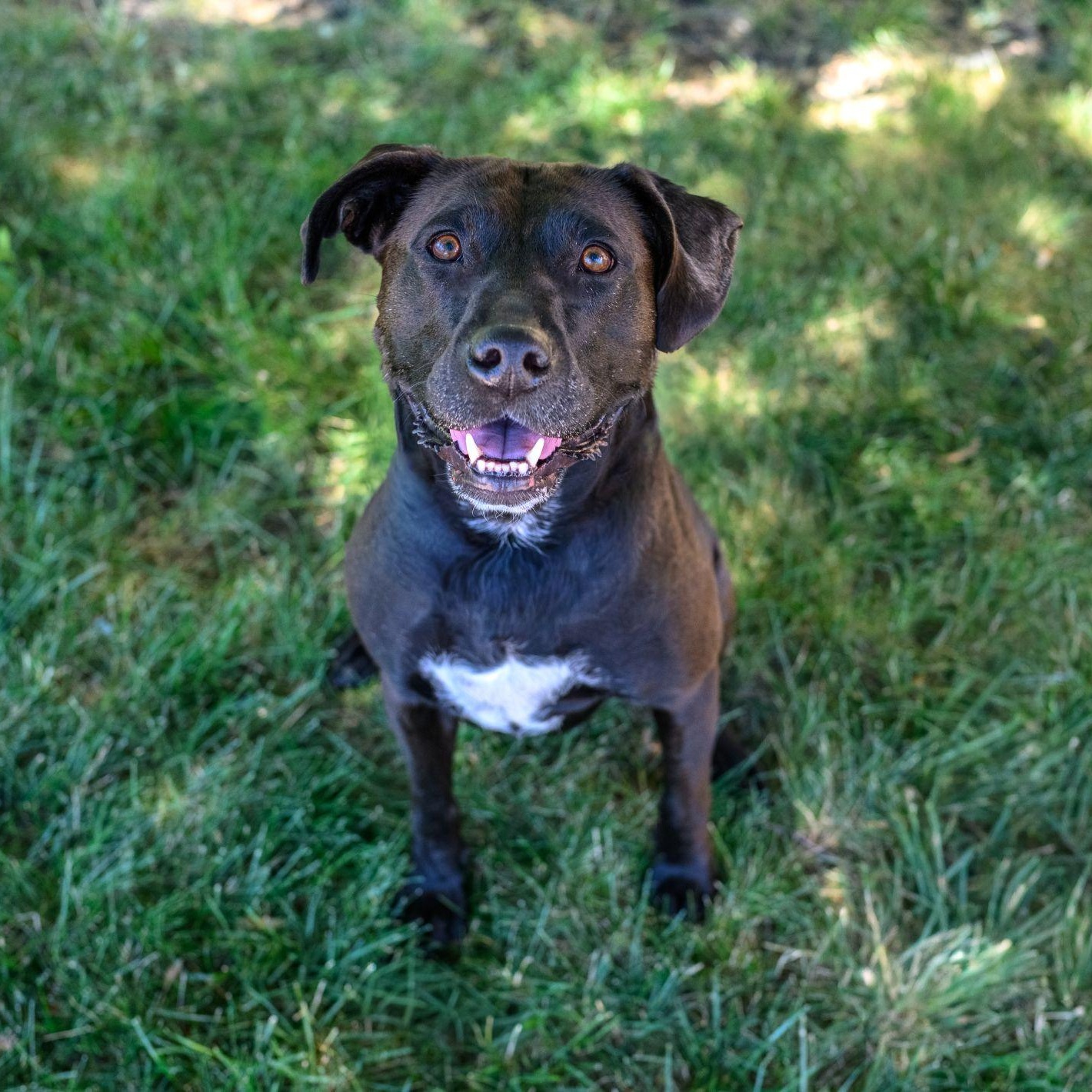 SADIE, ADOPTABLE, Adult Female Black Labrador Retriever.
