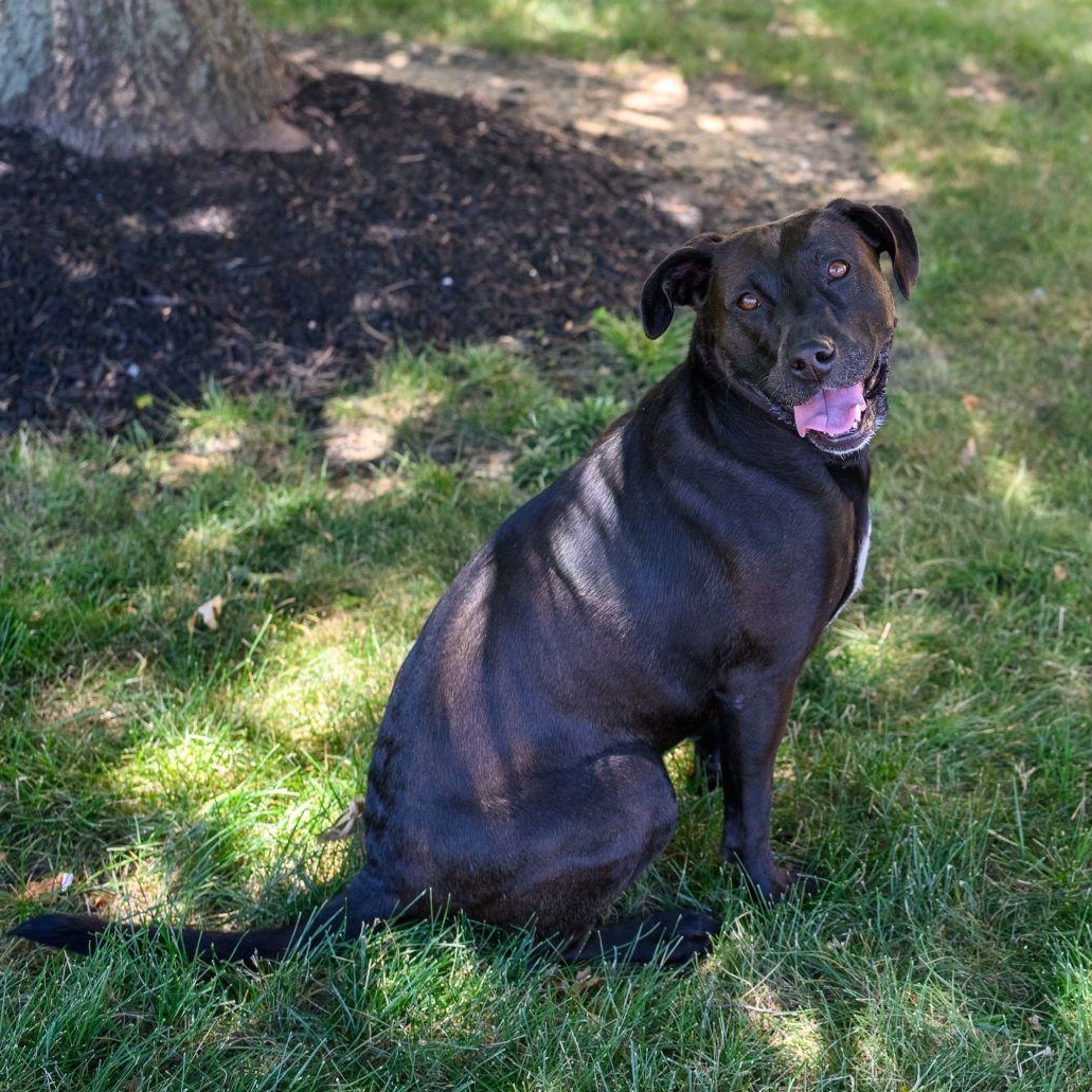 SADIE, a ADOPTABLE mixed breed in Hamilton, NJ image 4/5