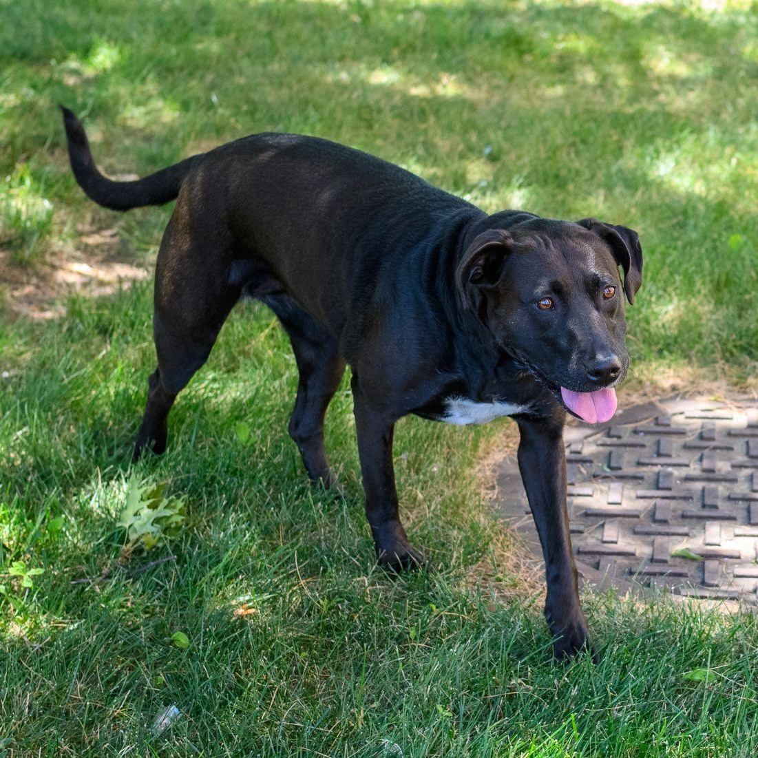SADIE, a ADOPTABLE mixed breed in Hamilton, NJ image 5/5