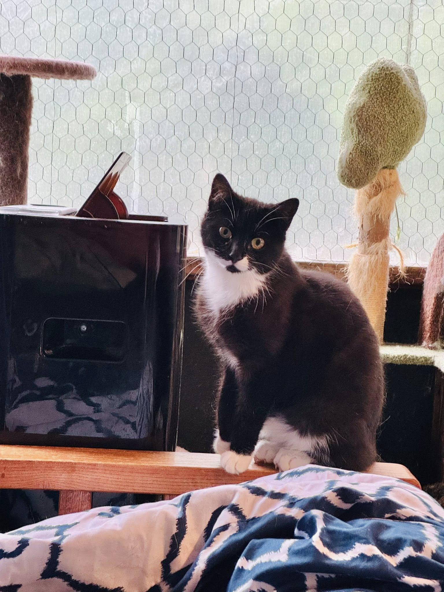 Enlarge Ciara, a Adoptable Domestic Short Hair in Ashton, ON image 5/5