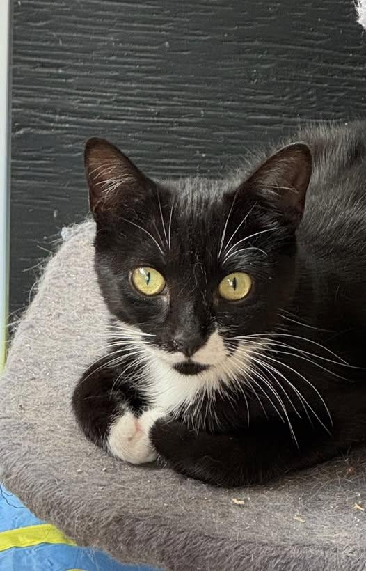 Enlarge Ciara, a Adoptable Domestic Short Hair in Ashton, ON image 1/5