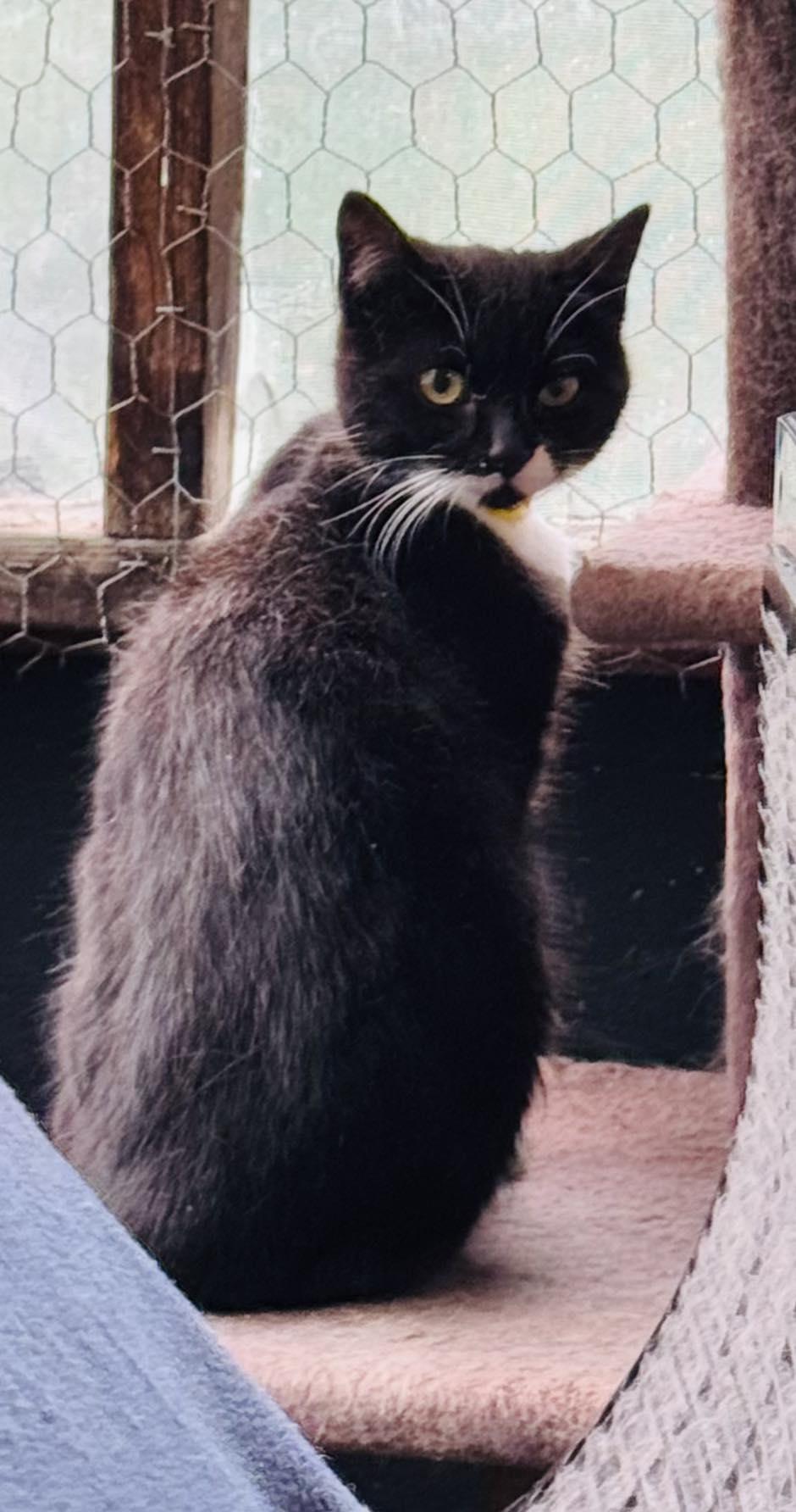 Enlarge Ciara, a Adoptable Domestic Short Hair in Ashton, ON image 4/5