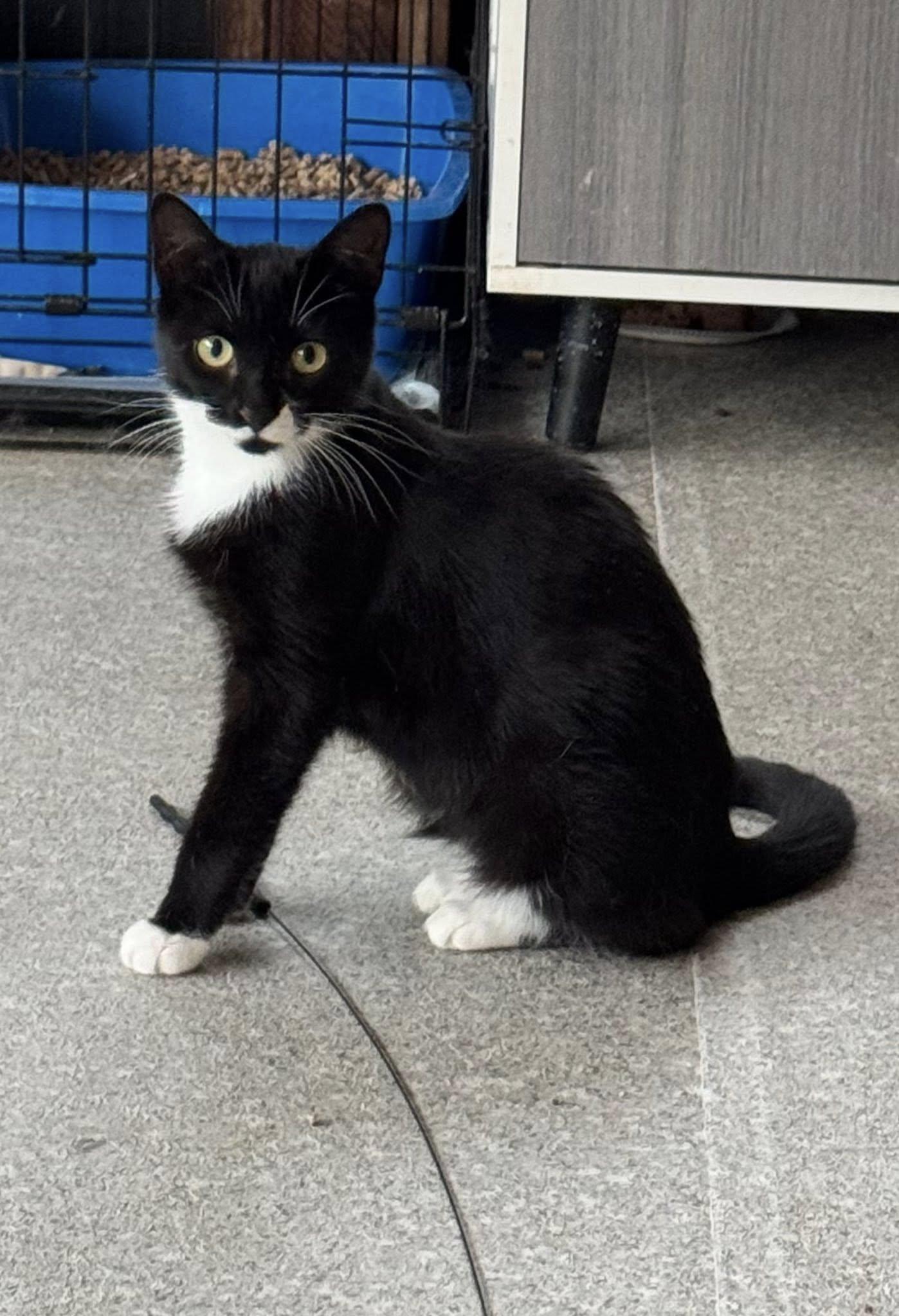 Enlarge Ciara, a Adoptable Domestic Short Hair in Ashton, ON image 2/5