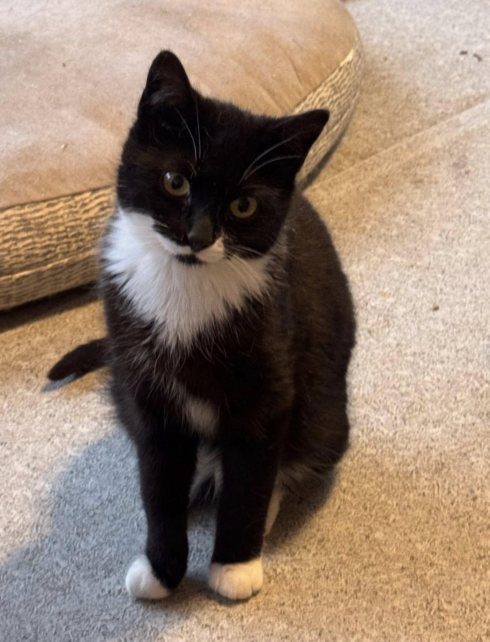 Enlarge Ciara, a Adoptable Domestic Short Hair in Ashton, ON image 3/5