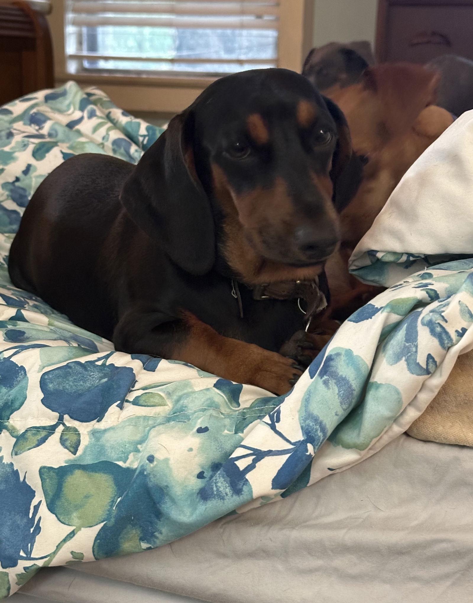 Enlarge Ellie, a Adoptable Dachshund in Pearland, TX image 1/3