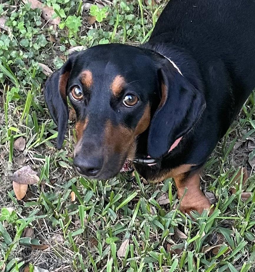 Enlarge Ellie, a Adoptable Dachshund in Pearland, TX image 1/3