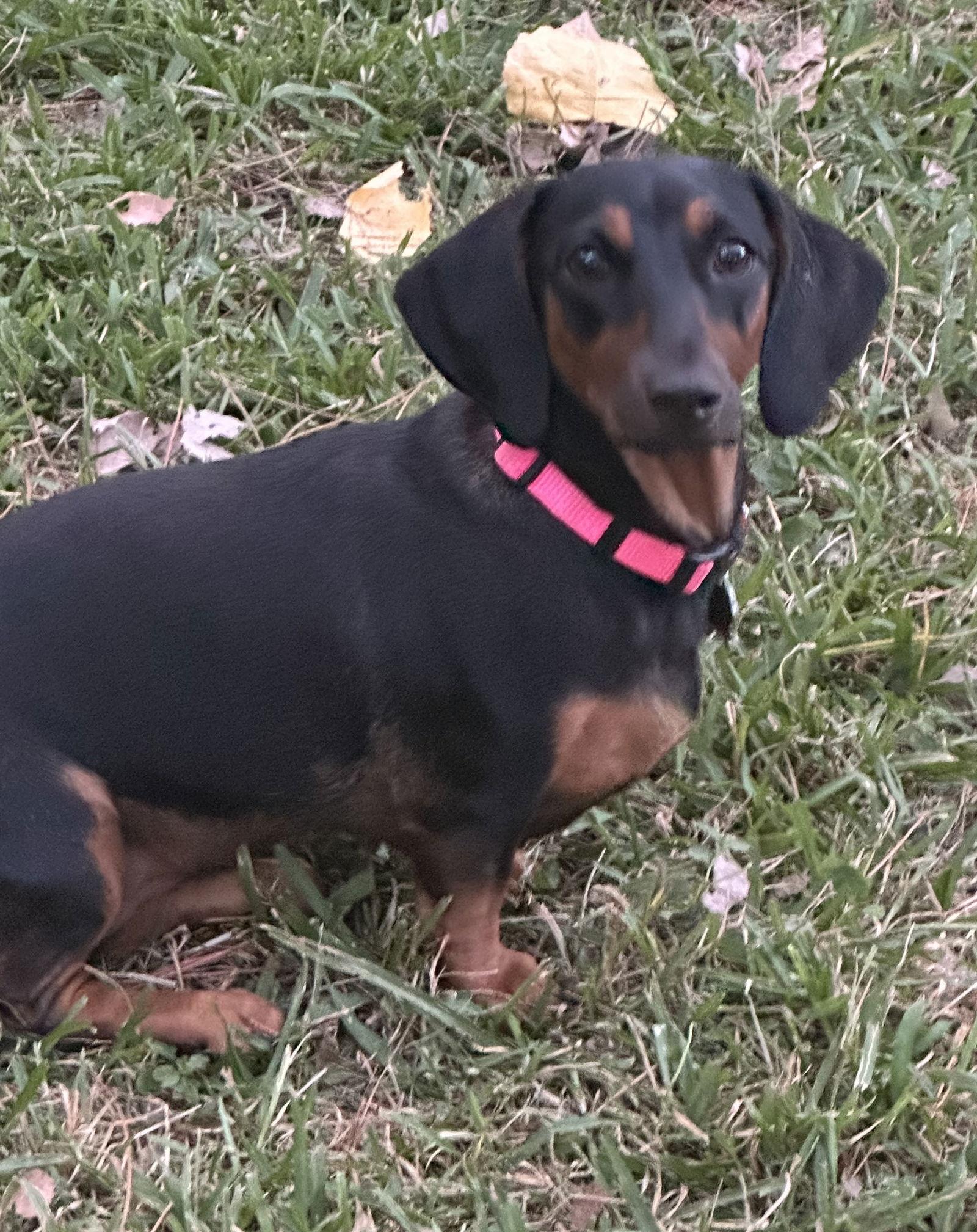 Ellie, Adoptable, Adult Female Dachshund.