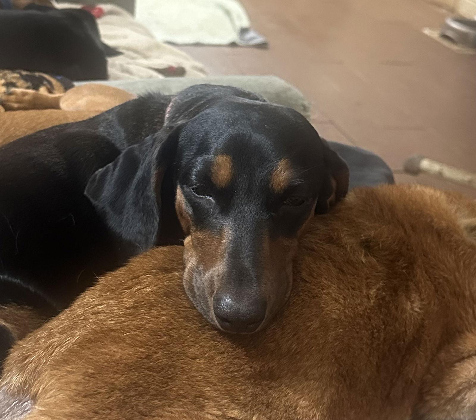 Enlarge Ellie, a Adoptable Dachshund in Pearland, TX image 2/3