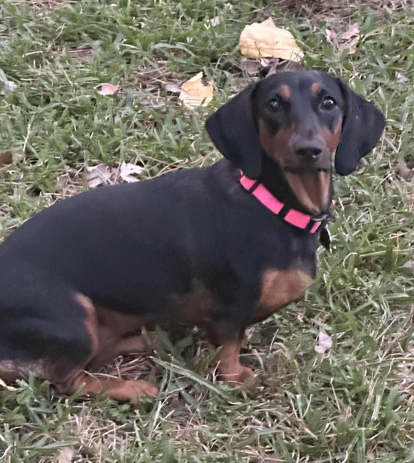 Enlarge Ellie, a Adoptable Dachshund in Pearland, TX image 3/3