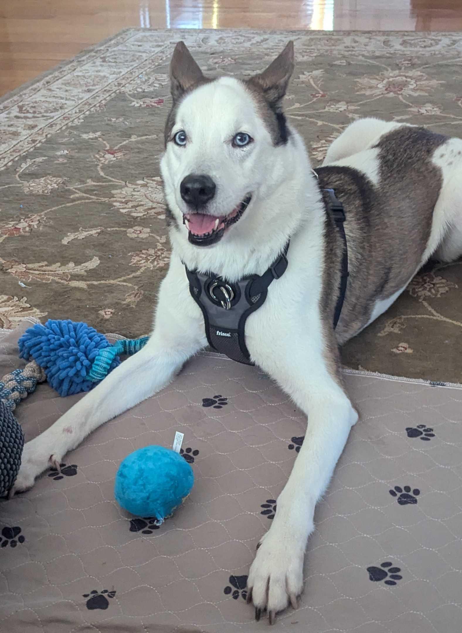 Enlarge Bambi, a ADOPTABLE mixed breed in Uxbridge, MA image 1/2