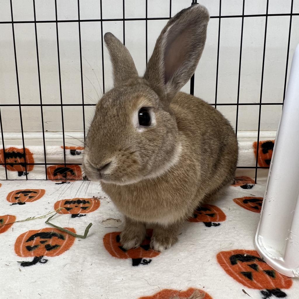 Akane, Adoptable, Adult Female American.