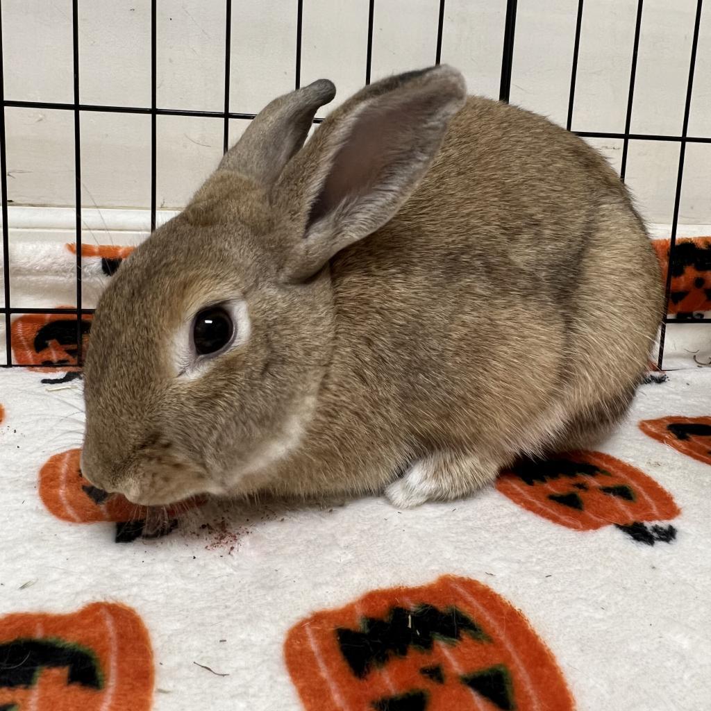 Enlarge Akane, a Adoptable American in Richmond, CA image 5/6