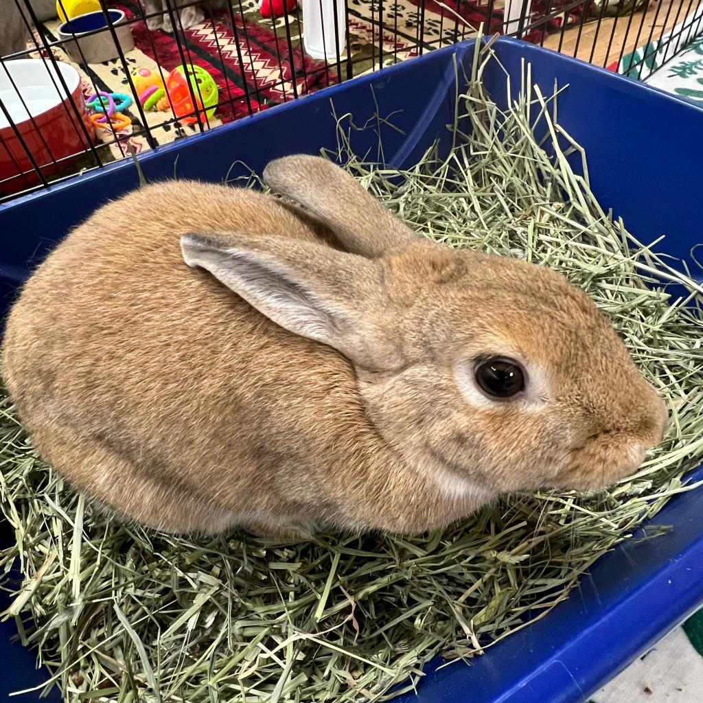 Enlarge Akane, a Adoptable American in Richmond, CA image 6/6