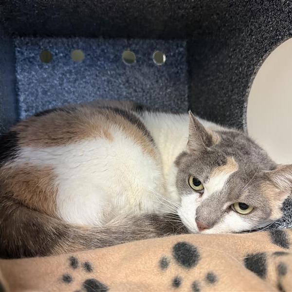 Patches, a Adoptable Domestic Short Hair in Birdsboro, PA image 1/3