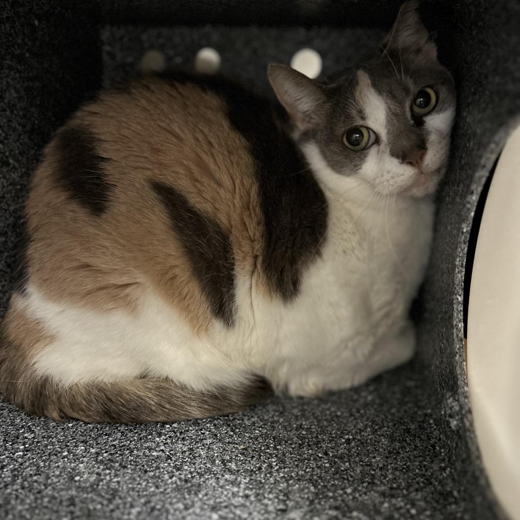 Patches, a Adoptable Domestic Short Hair in Birdsboro, PA image 2/3