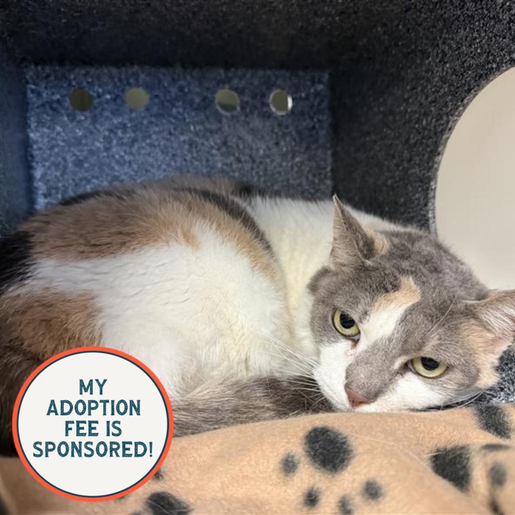 Patches, a Adoptable Domestic Short Hair in Birdsboro, PA image 3/3