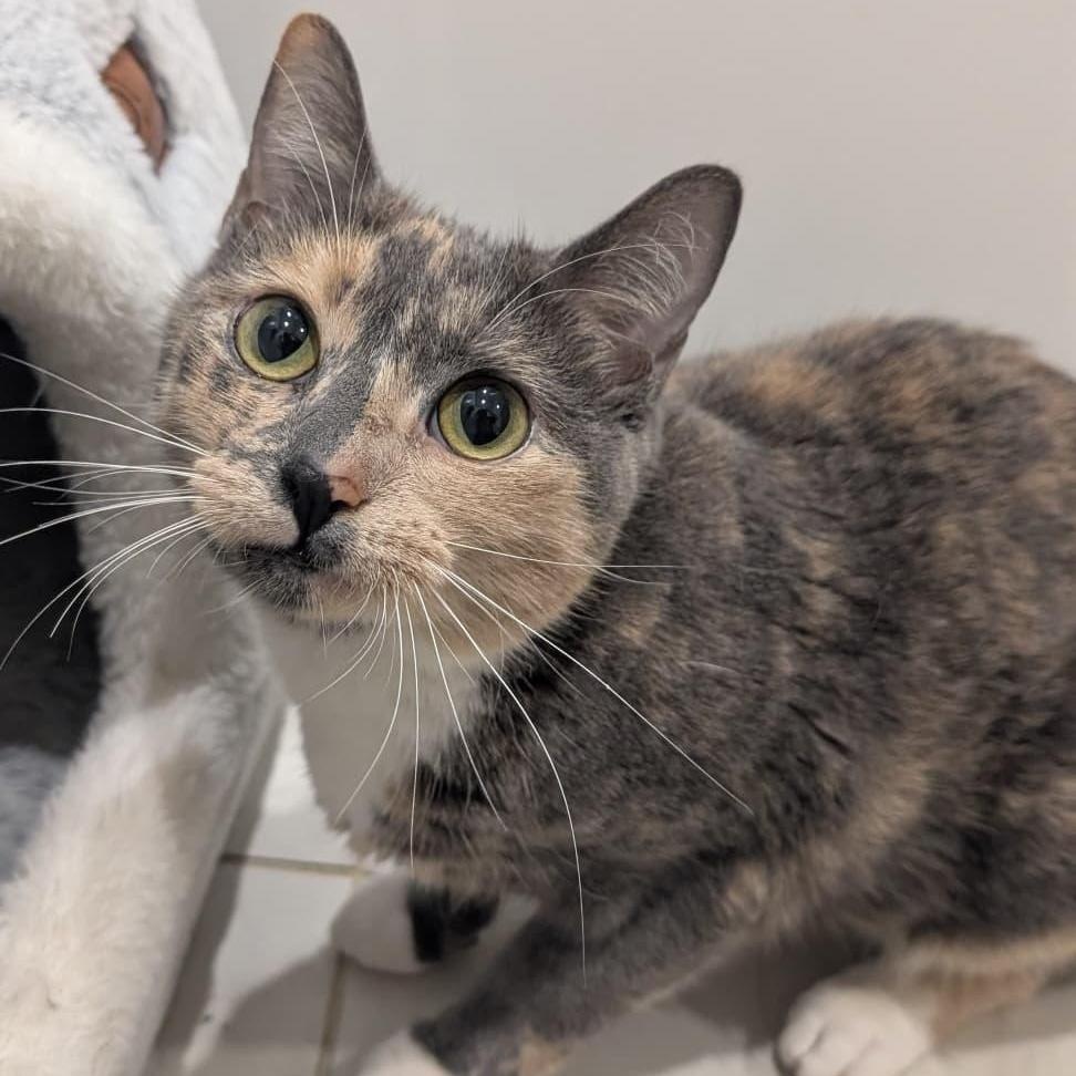 Gia, a ADOPTABLE Domestic Short Hair in New York, NY image 4/4