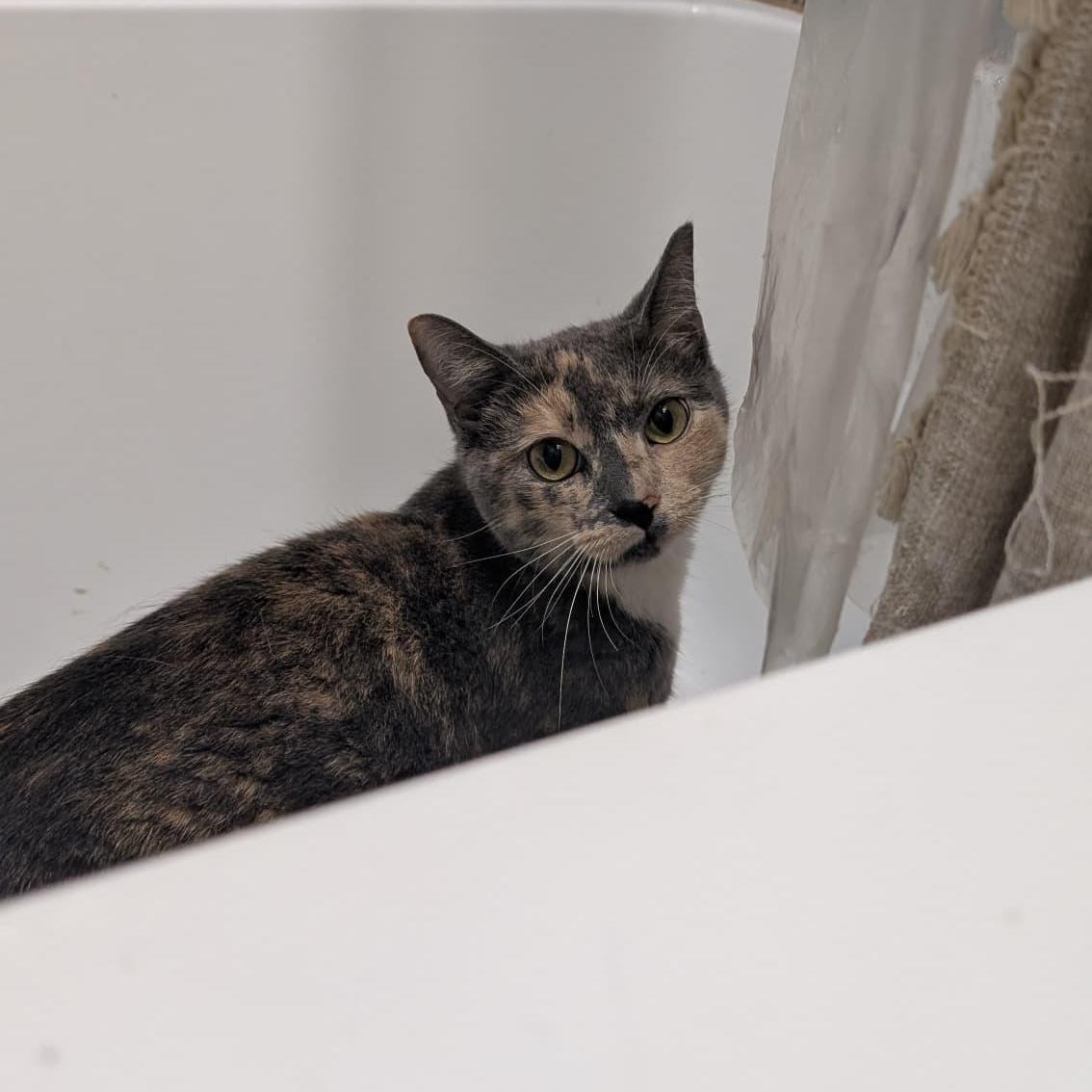 Gia, a ADOPTABLE Domestic Short Hair in New York, NY image 3/4