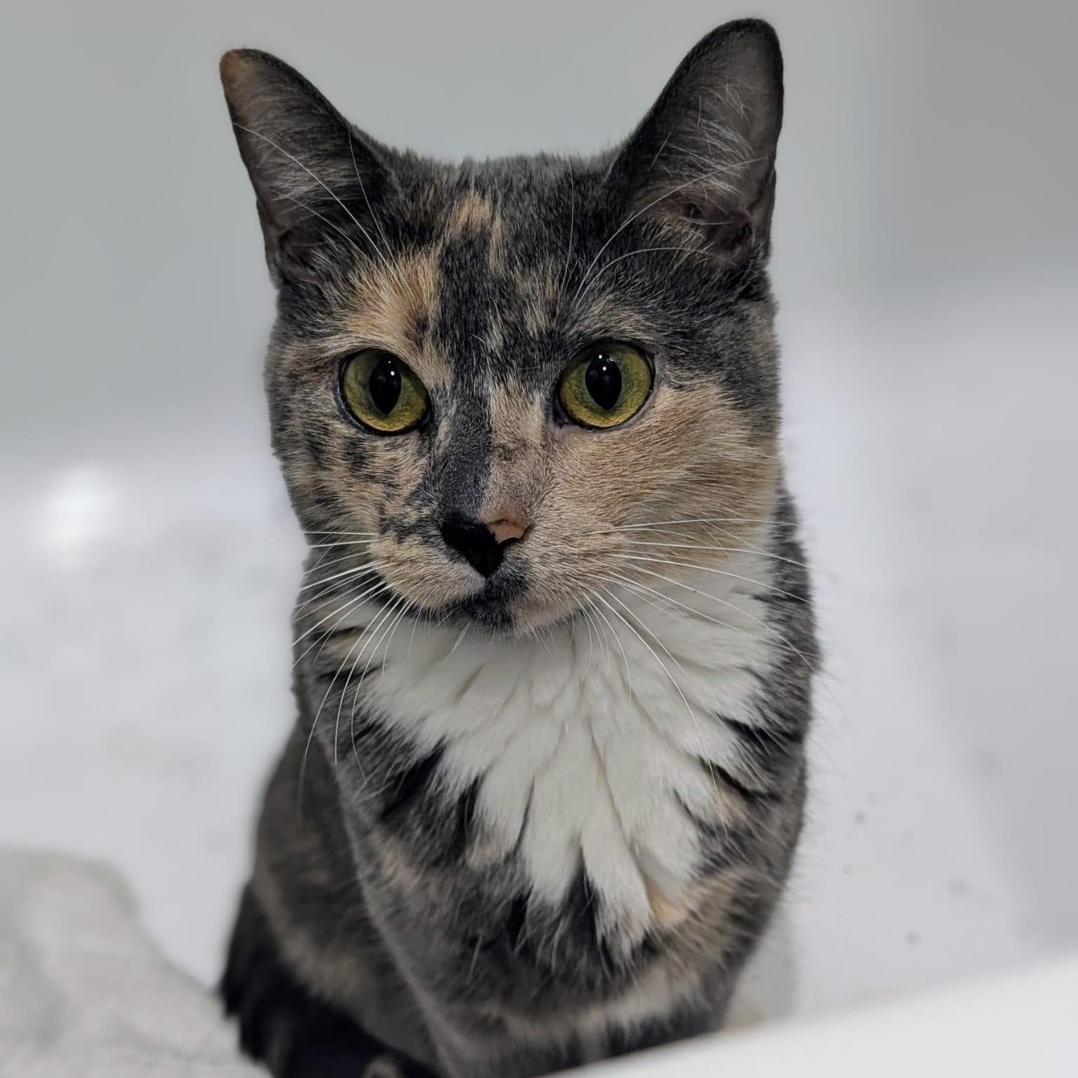Gia, a ADOPTABLE Domestic Short Hair in New York, NY image 1/4