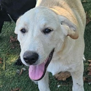 Enlarge Iggy Island, a Adoptable mixed breed in Woburn, MA image 1/6