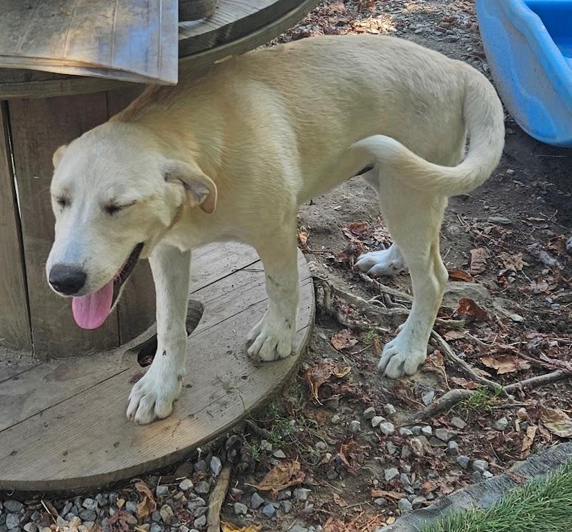Enlarge Iggy Island, a Adoptable mixed breed in Woburn, MA image 3/6