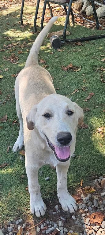 Enlarge Iggy Island, a Adoptable mixed breed in Woburn, MA image 4/6