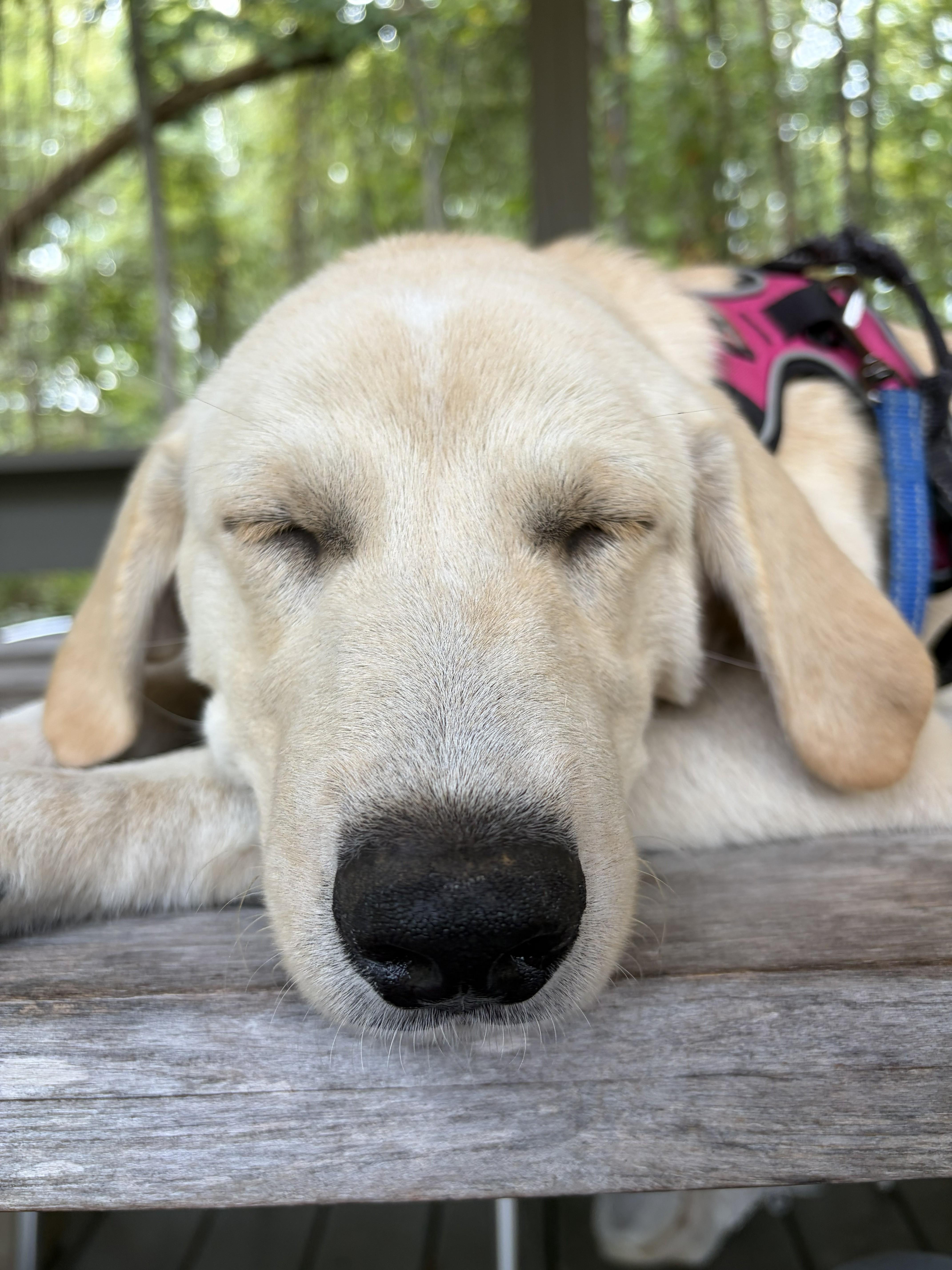 Enlarge Iggy Island, a Adoptable mixed breed in Woburn, MA image 2/6