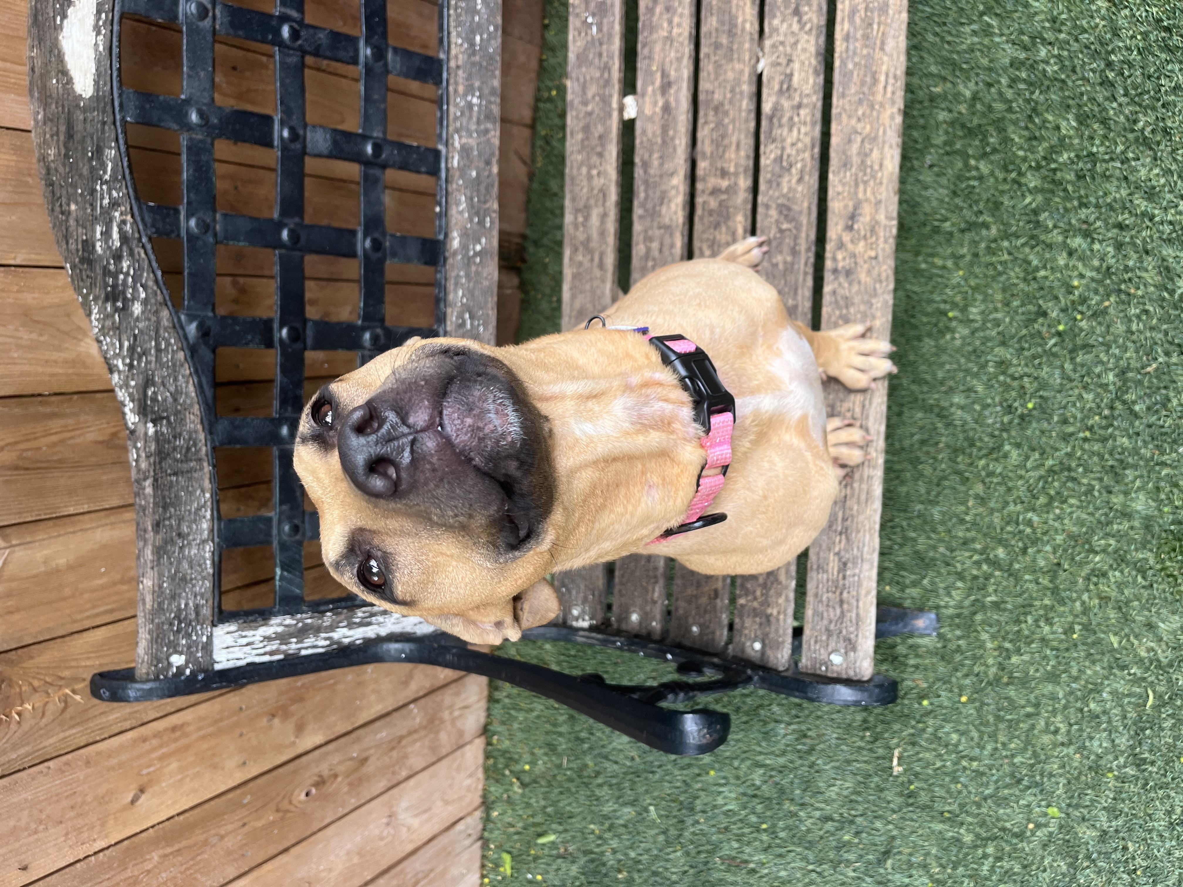 Nugget, Adoptable, Young Female Pit Bull Terrier.