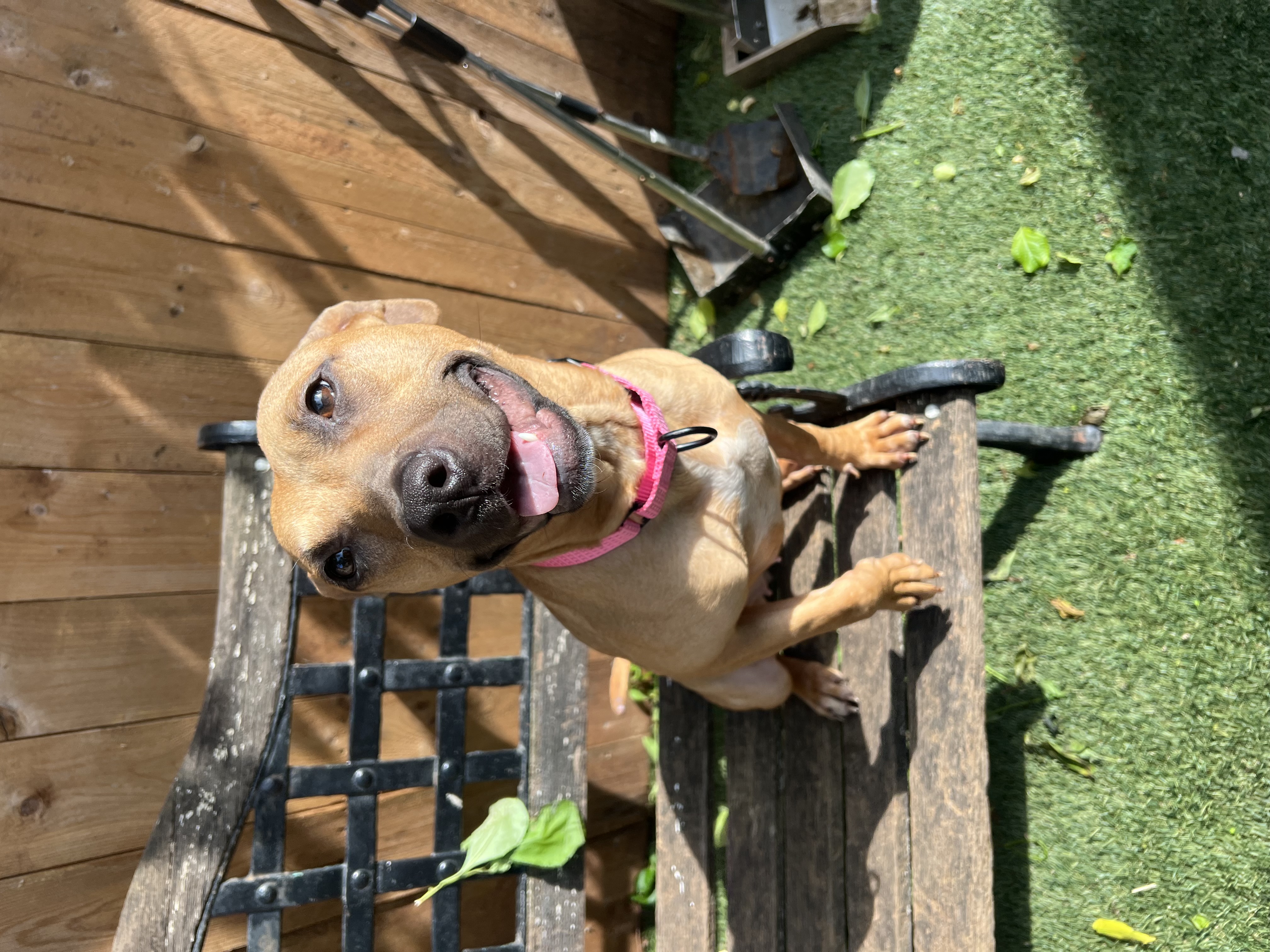 Nugget, a Adoptable Pit Bull Terrier in Staten island, NY image 2/4