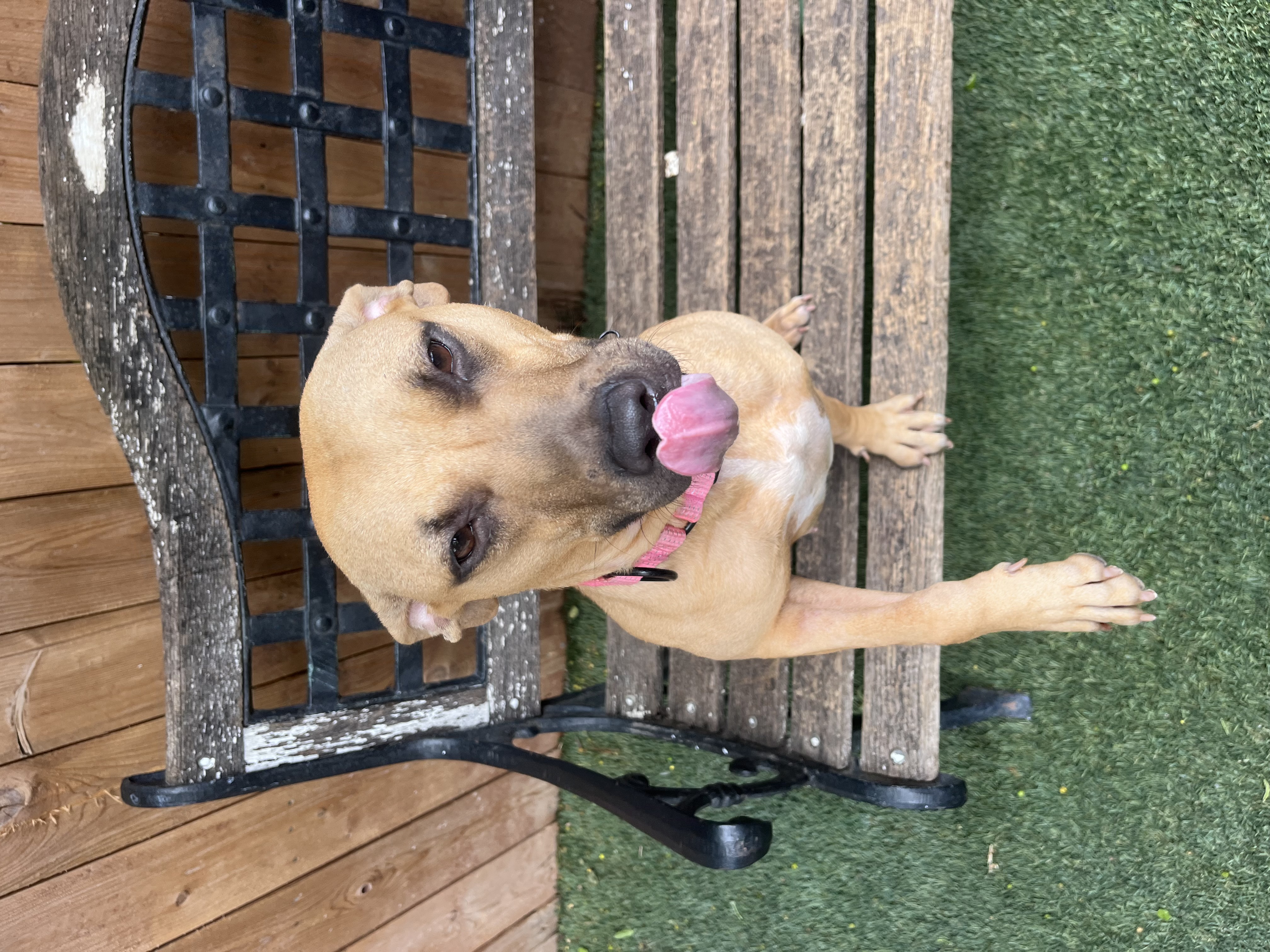 Nugget, a Adoptable Pit Bull Terrier in Staten island, NY image 3/4