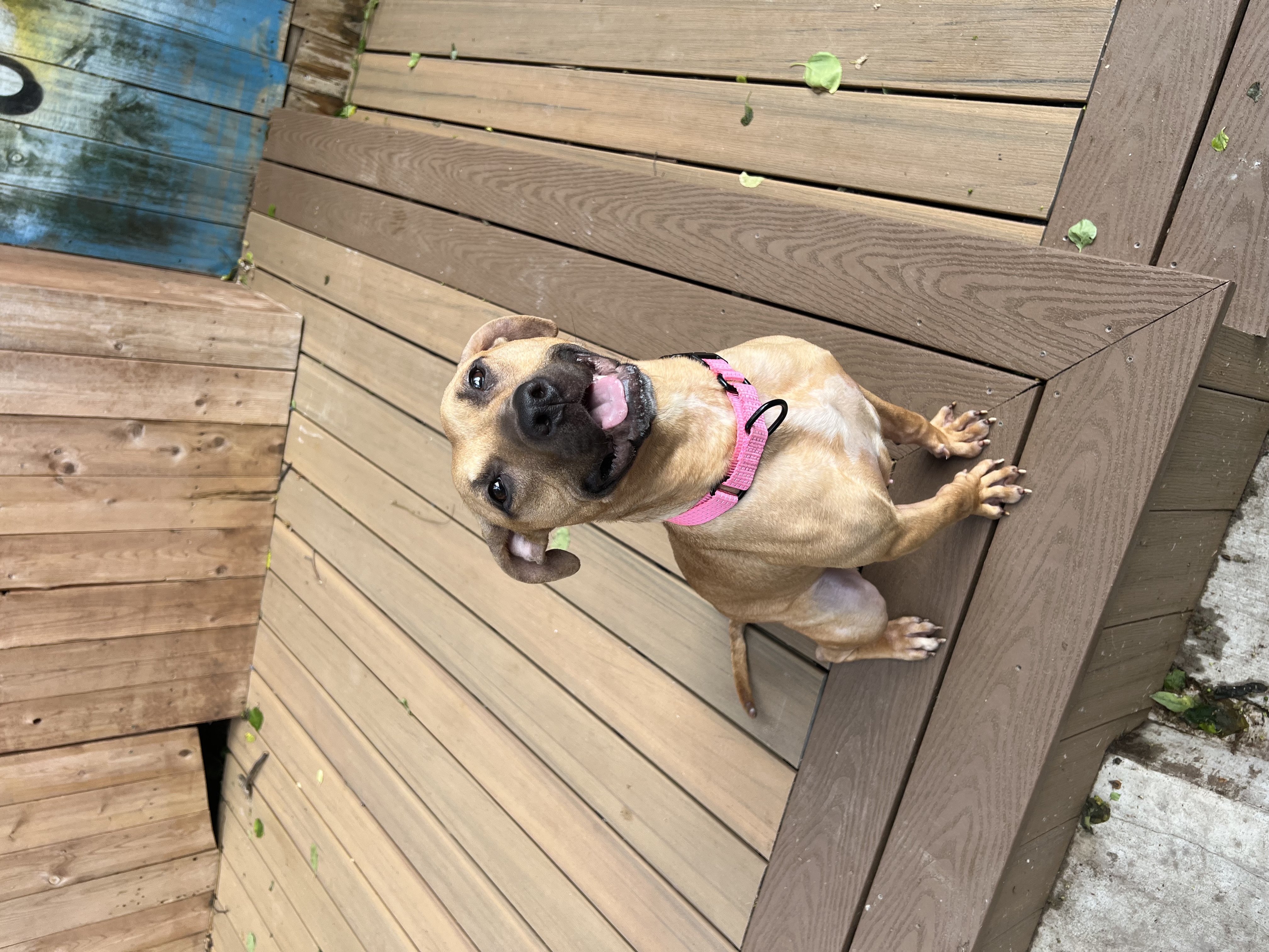 Nugget, a Adoptable Pit Bull Terrier in Staten island, NY image 4/4
