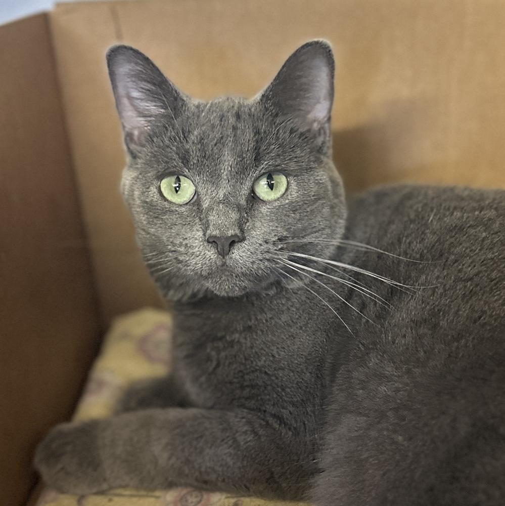 Enlarge Delaney, a Adoptable mixed breed in Columbus, OH image 2/3