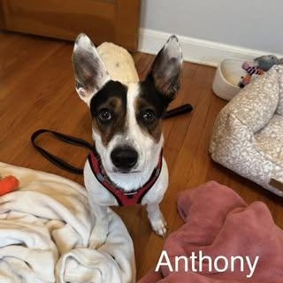 Anthony