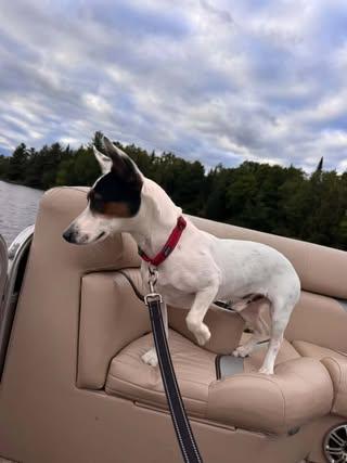 Enlarge Anthony, a Adoptable mixed breed in Watertown, WI image 3/6
