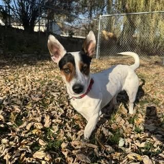 Enlarge Anthony, a Adoptable mixed breed in Watertown, WI image 3/4