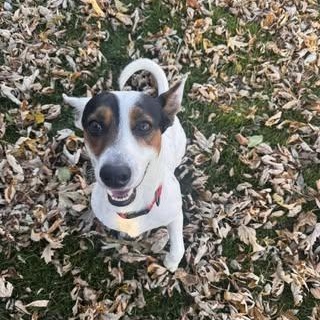 Enlarge Anthony, a Adoptable mixed breed in Watertown, WI image 4/4
