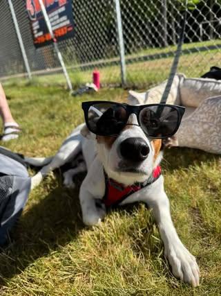 Enlarge Anthony, a Adoptable mixed breed in Watertown, WI image 6/6
