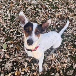 Anthony, Adoptable, Young Male Rat Terrier & Mixed Breed.