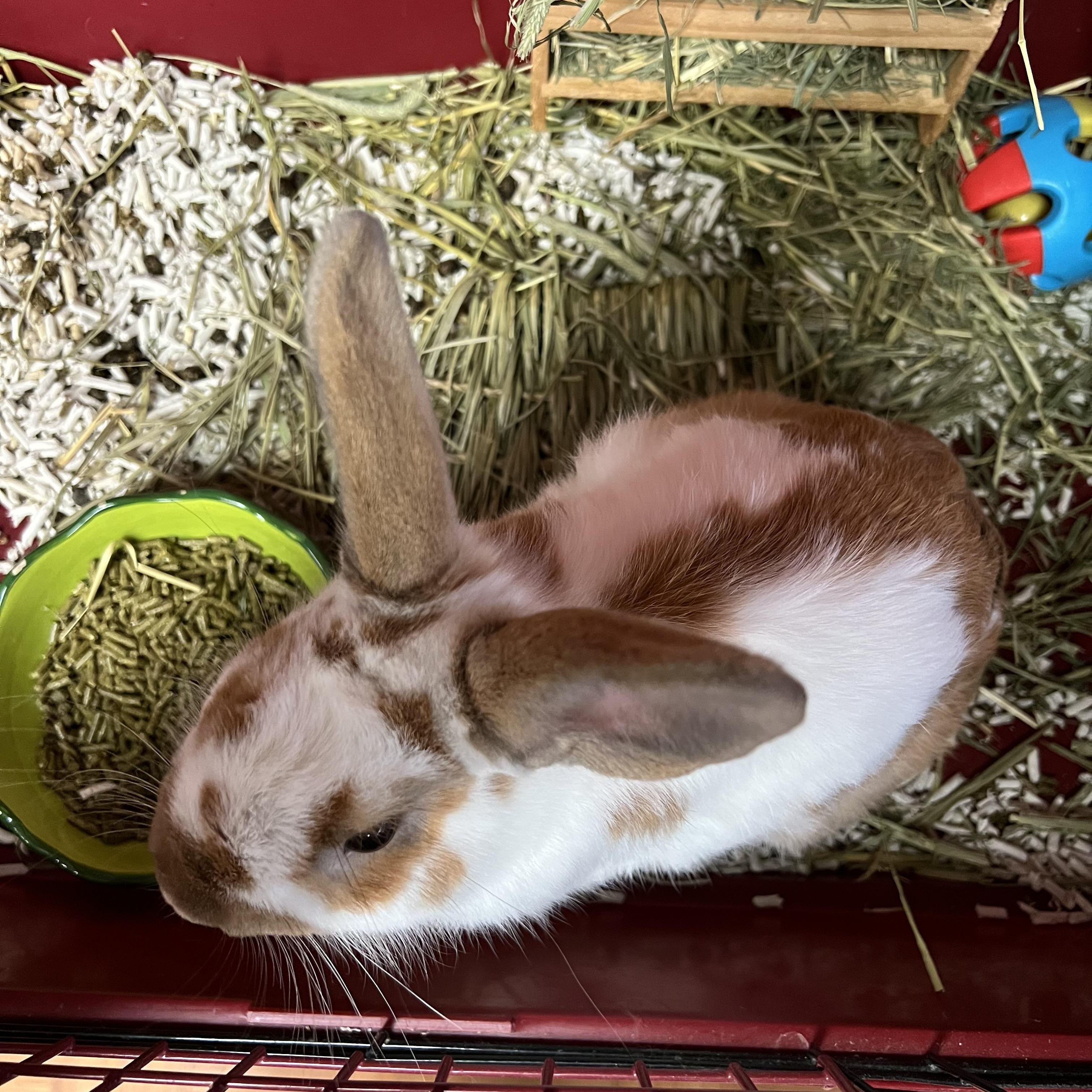 Chet, ADOPTABLE, Young Male Rex.