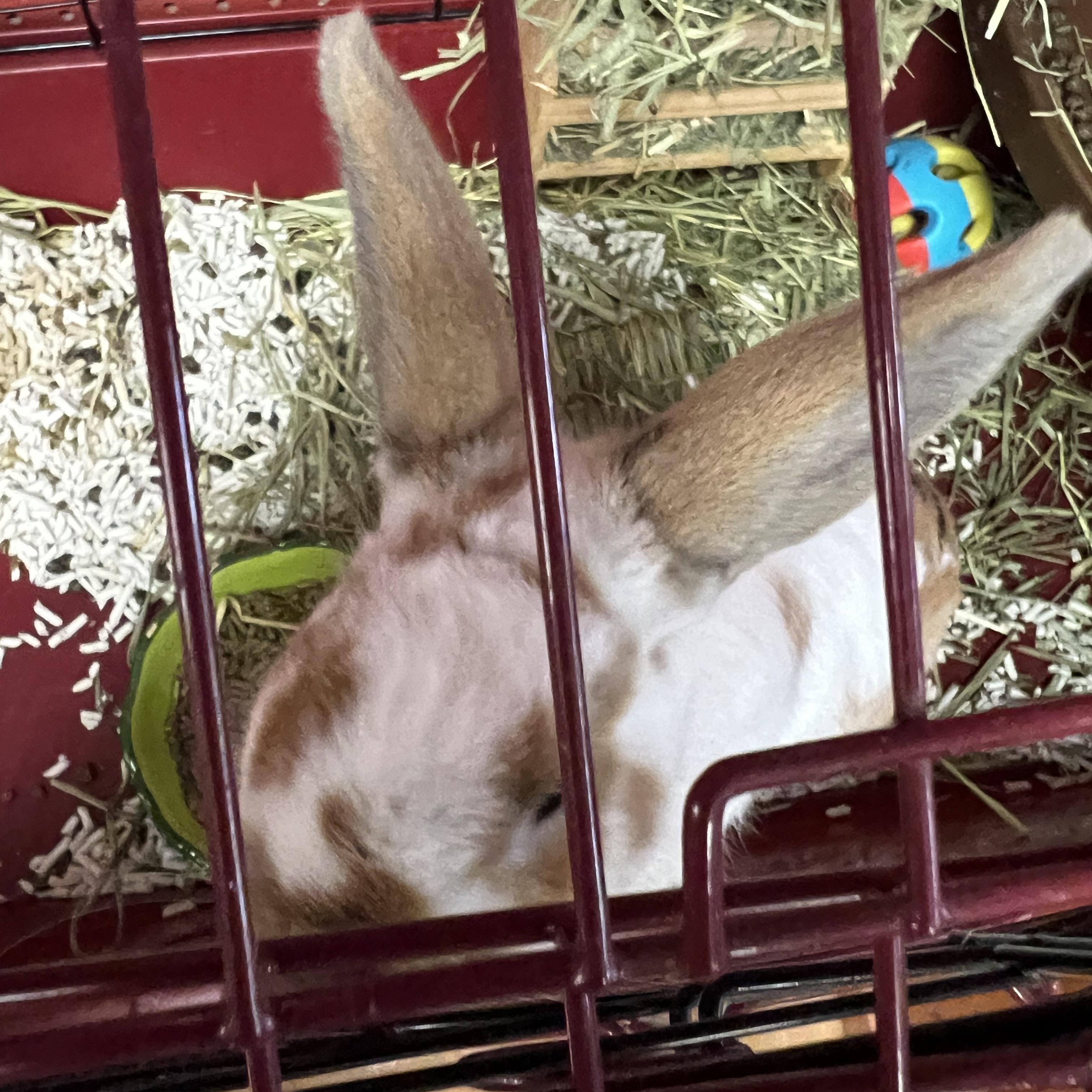 Chet, ADOPTABLE, Young Male Rex.