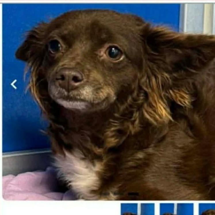 Dreamer COMING SOON, Adoptable, Adult Female Chihuahua & None.