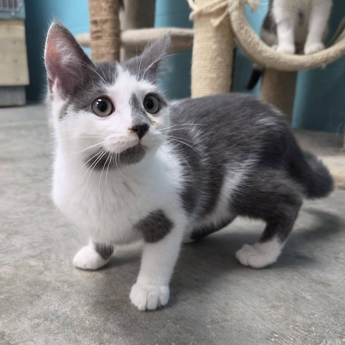 Enlarge Go-Go, a Adopted Domestic Short Hair in Chilton, WI image 5/6