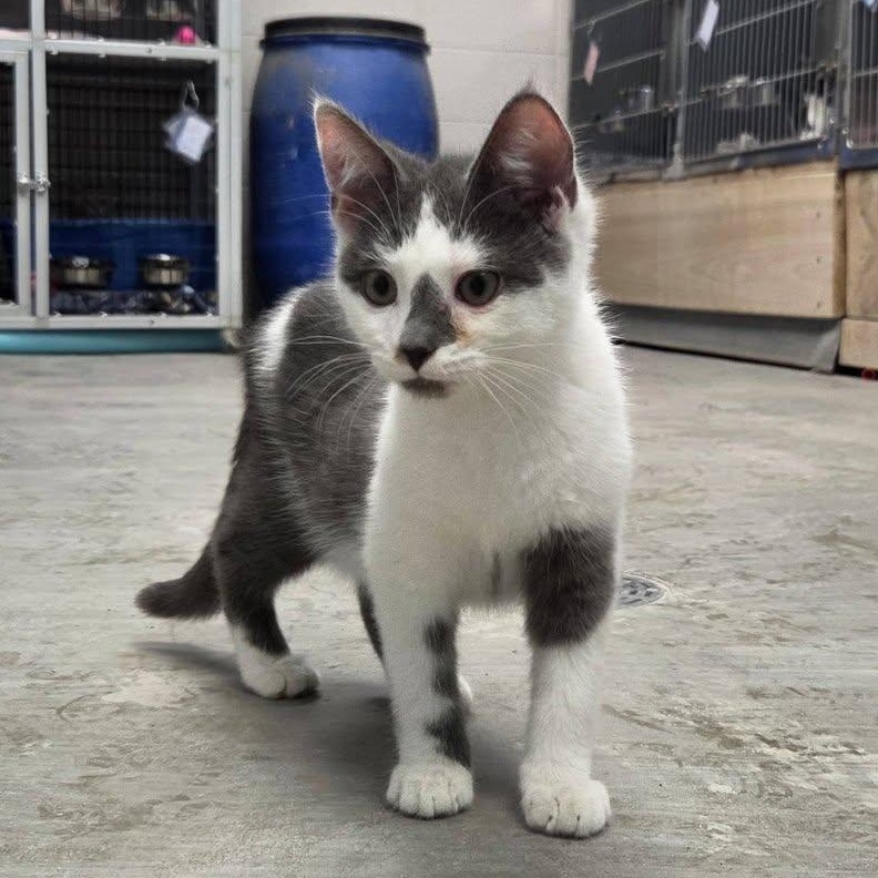 Enlarge Go-Go, a Adopted Domestic Short Hair in Chilton, WI image 6/6